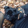 Nic walked my young pug while I was away. He was reliable and punctual and sent me regular updates and photos of walks. He has a genuine affection for dogs and came to meet my pug before I left. He also managed to handle my pug’s strong pulling! ~ Sophie